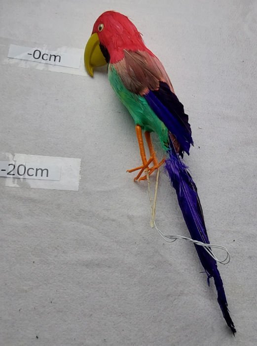 PARROT