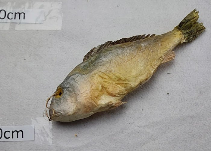 DEAD FISH