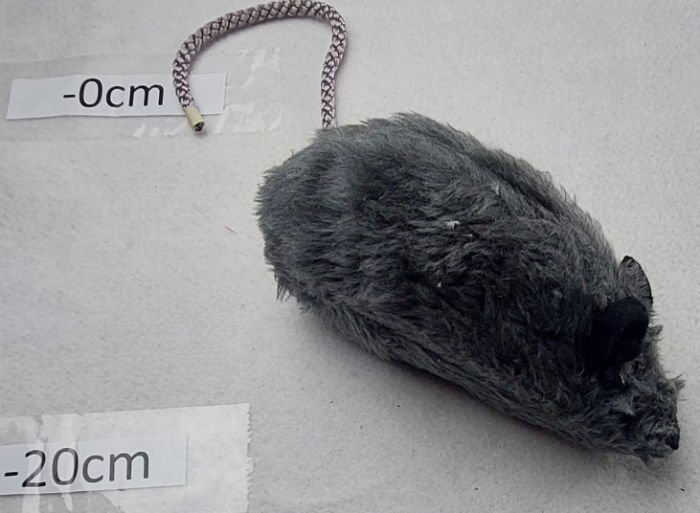 BLACK RAT