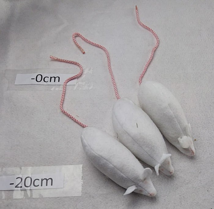 WHITE MICE